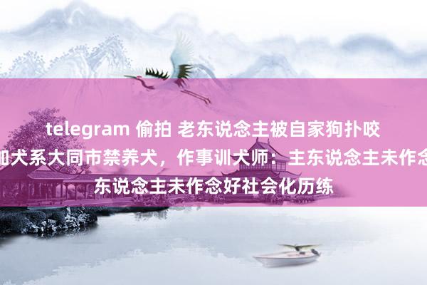 telegram 偷拍 老东说念主被自家狗扑咬，涉事阿拉斯加犬系大同市禁养犬，作事训犬师：主东说念主未作念好社会化历练