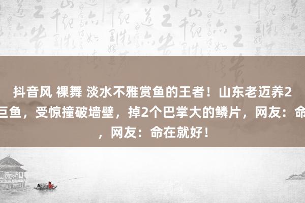 抖音风 裸舞 淡水不雅赏鱼的王者！山东老迈养200多斤巨鱼，受惊撞破墙壁，掉2个巴掌大的鳞片，网友：命在就好！