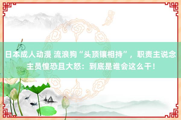 日本成人动漫 流浪狗“头顶镶相持”，职责主说念主员惶恐且大怒：到底是谁会这么干！