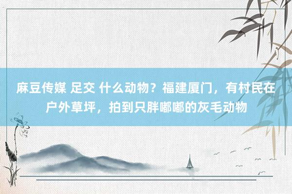 麻豆传媒 足交 什么动物？福建厦门，有村民在户外草坪，拍到只胖嘟嘟的灰毛动物